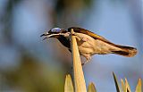 Blue-faced Honeyeaterborder=